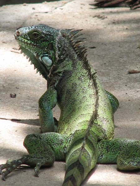 D7.Iguana
