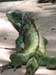 D7.Iguana